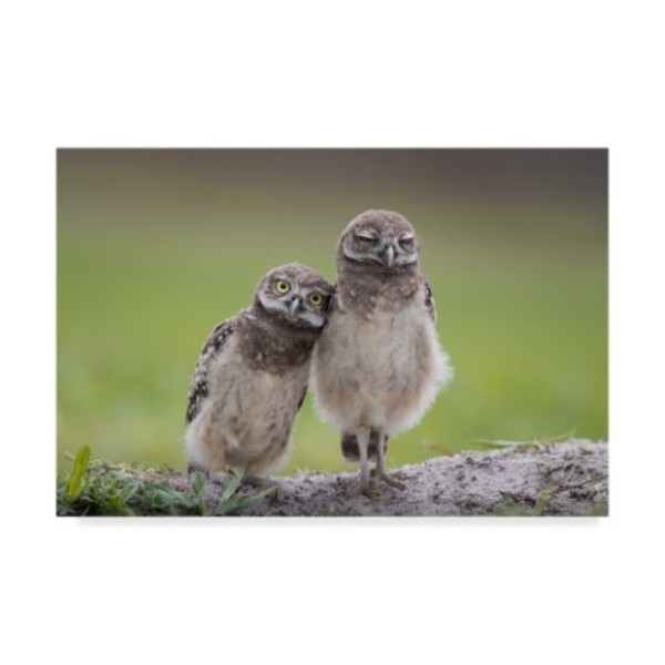 Trademark Fine Art Greg Barsh 'Friends Owls' Canvas Art, 16x24 1X07078-C1624GG